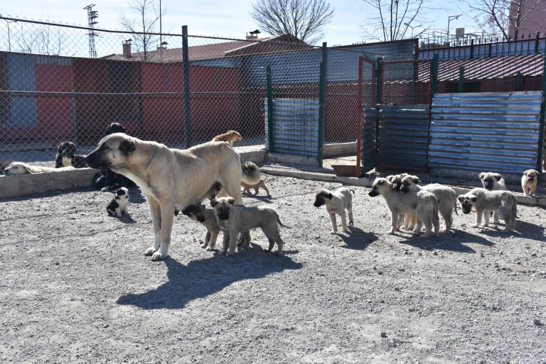 Yetkililer: "O olmasaydı bakamazdık" dedi. 30 yavruya birden annelik yapıyor 2